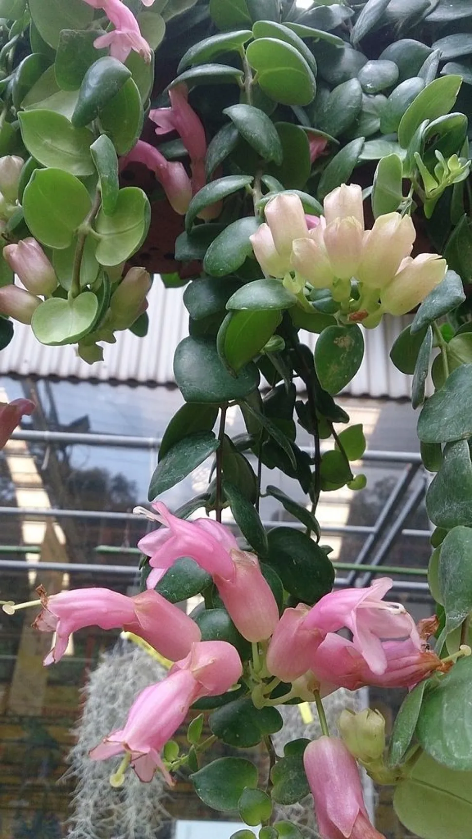 Aeschynanthus radicans met roze bloemen