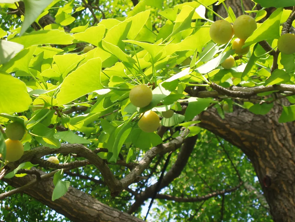 Ginkgo biloba ovules