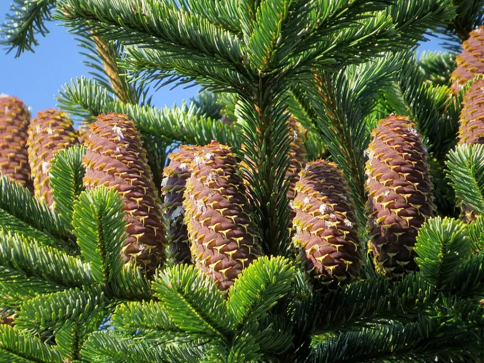 Nordmann dennenappels