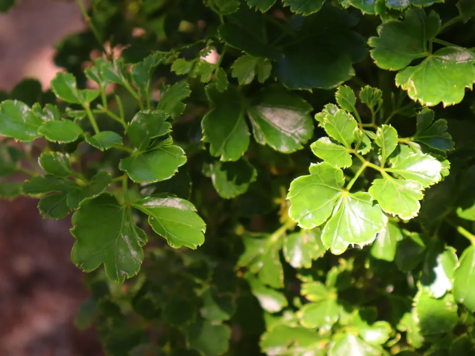 Folhas de Polyscias balfourniana