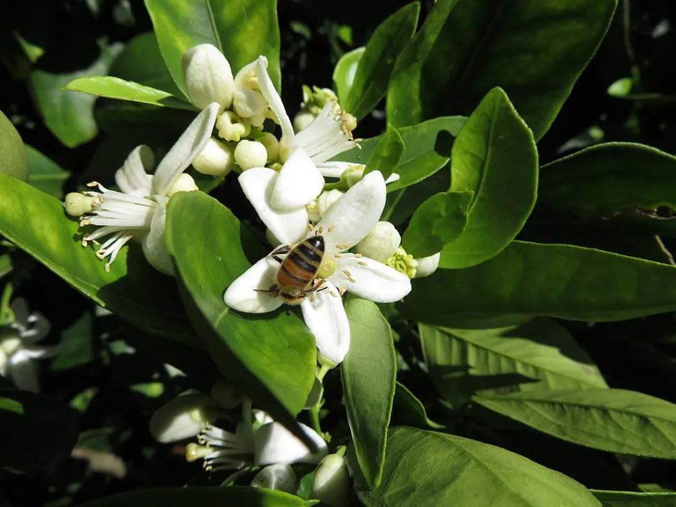 Hvid appelsinblomst med en bi