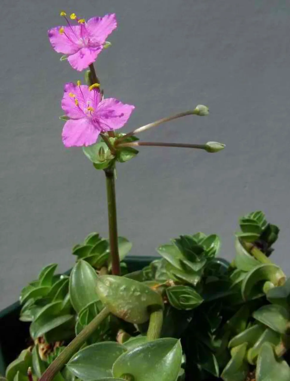 Callisia navicularis blomst