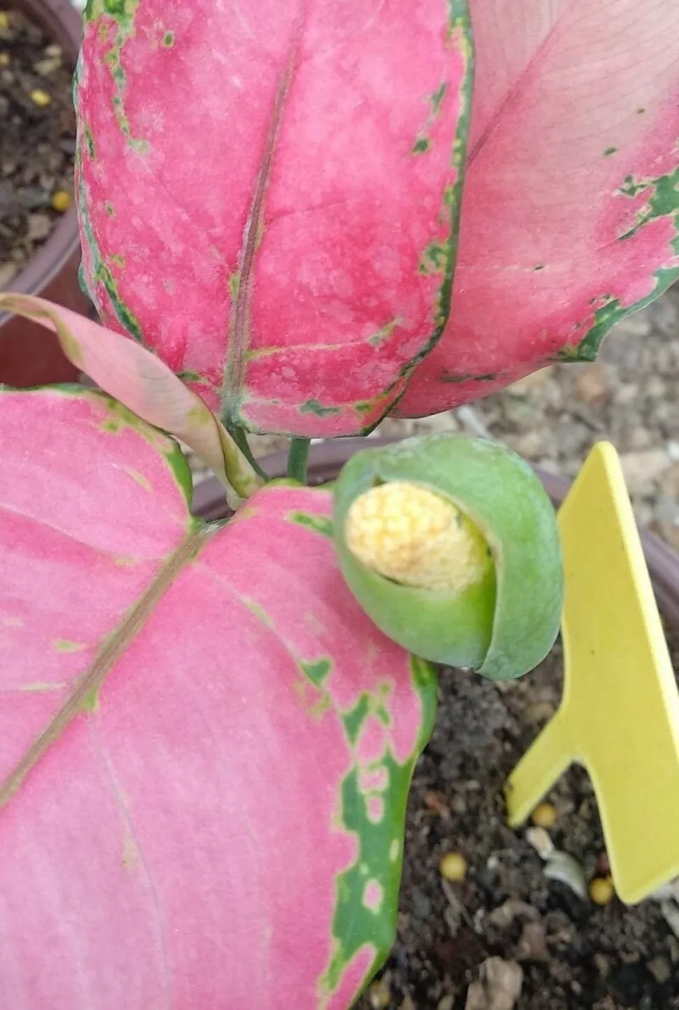 Aglaonema Pink Princess in bloom