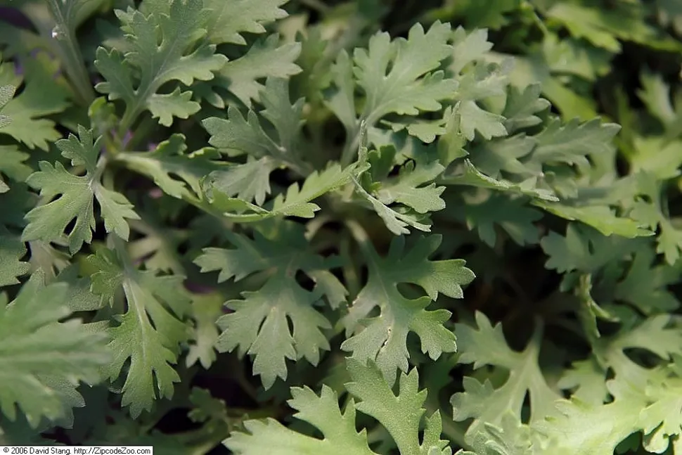 Blätter von Chrysanthemum rubellum