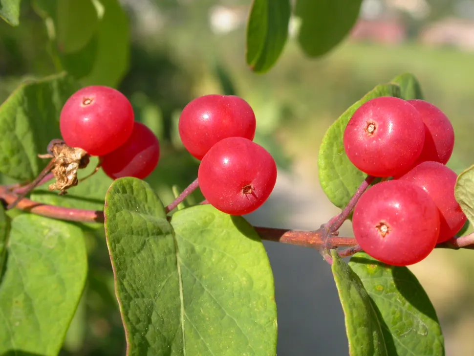 Geißblatt, giftige Beeren Lonicera tatarica