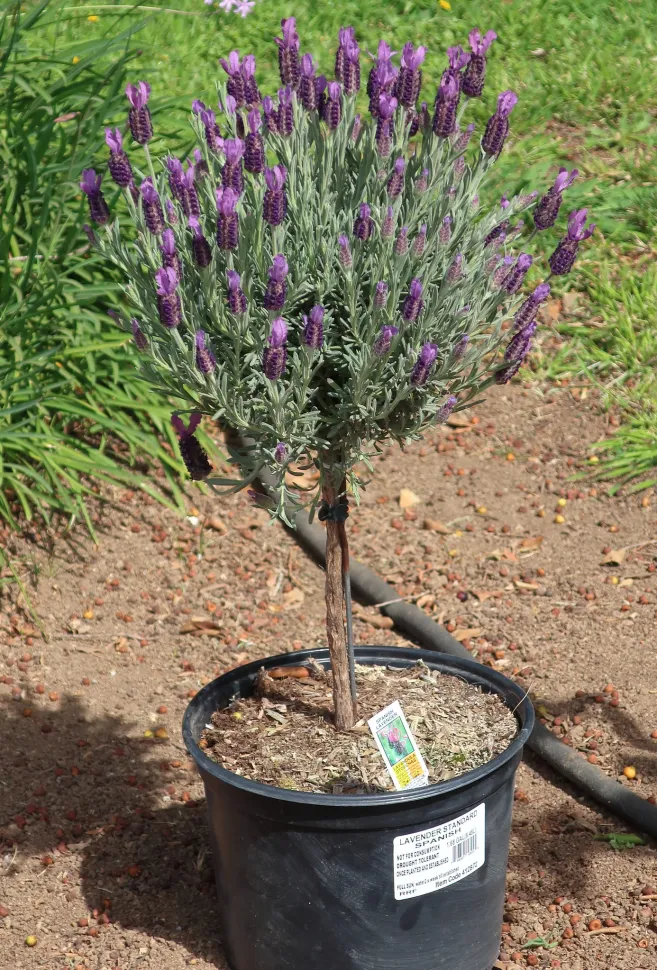 Lavandula stoechas-Strauch im Topf