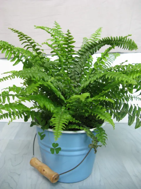 Boston fern in pot