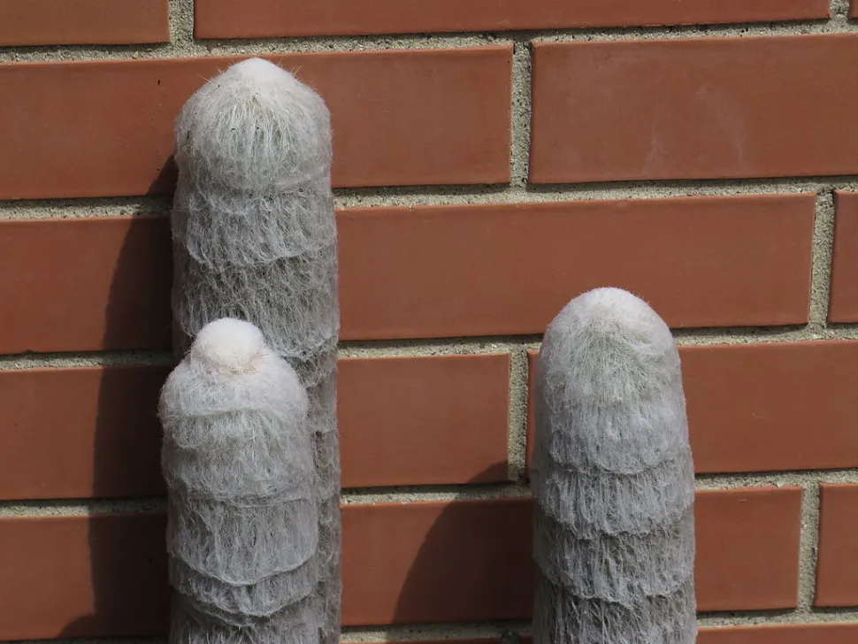 Espostoa melanostele cactus bedekt met haren