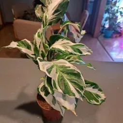 Calathea Stella num vaso