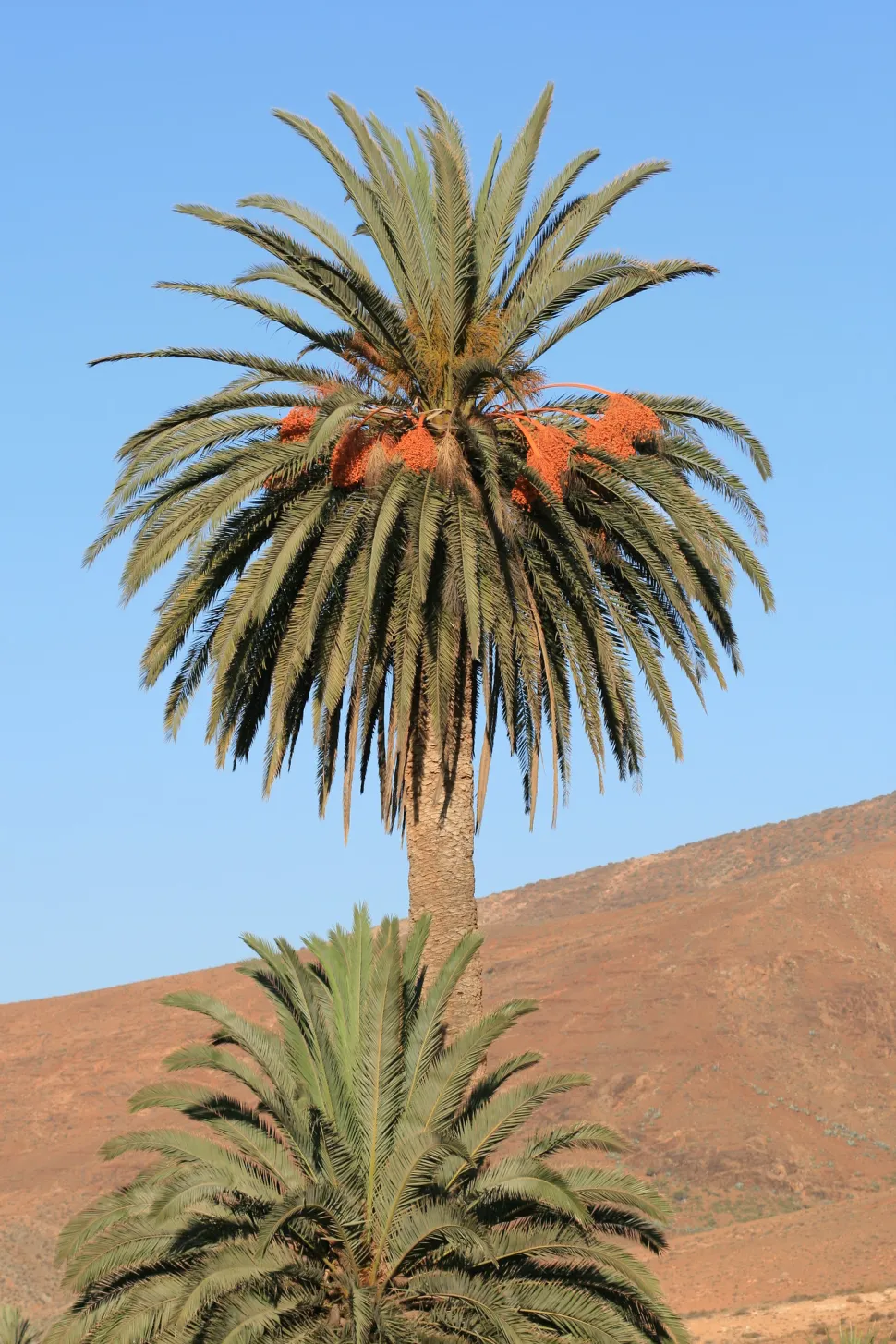 Corona di palma canaria adulta