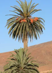 Houppier de palmier des Canaries adulte