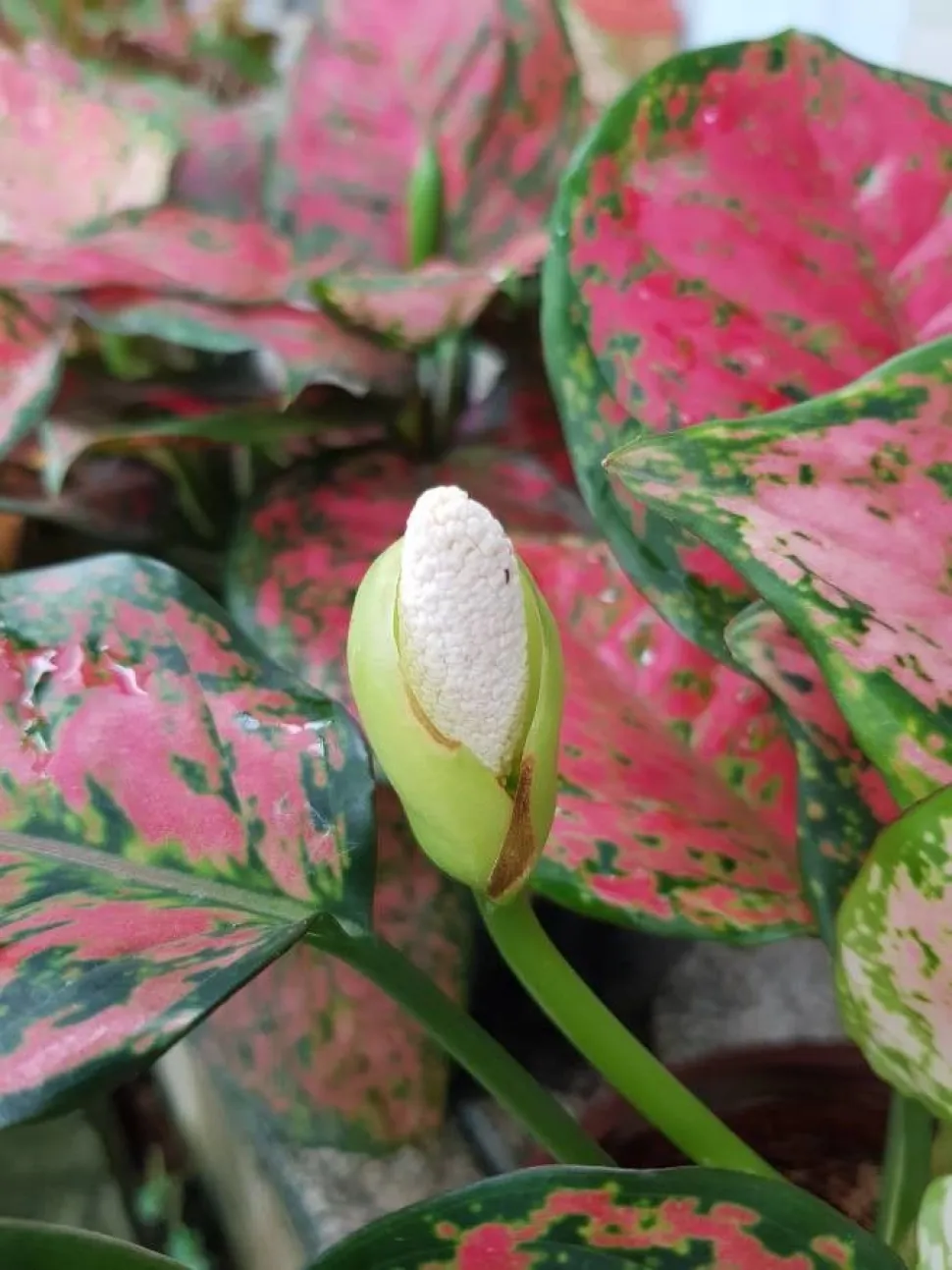 Lyserød Aglaonema i blomst