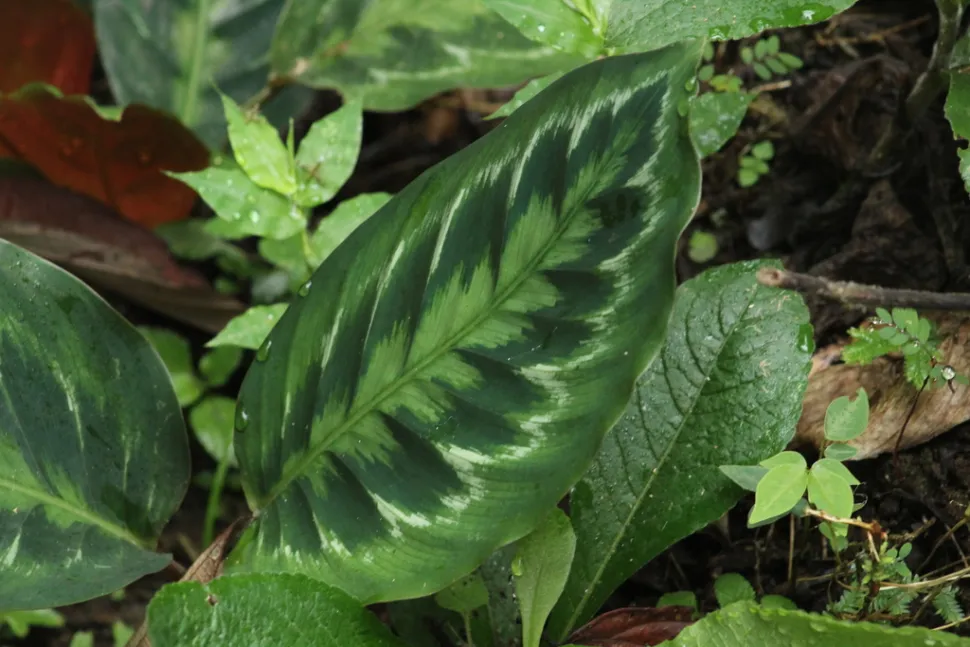 Grønt bladmønster Calathea Medallion