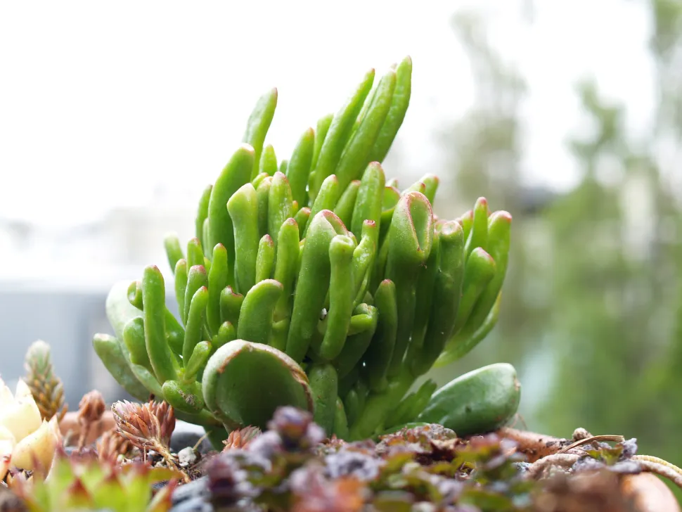 Folhas de Crassula ovata Hobbit