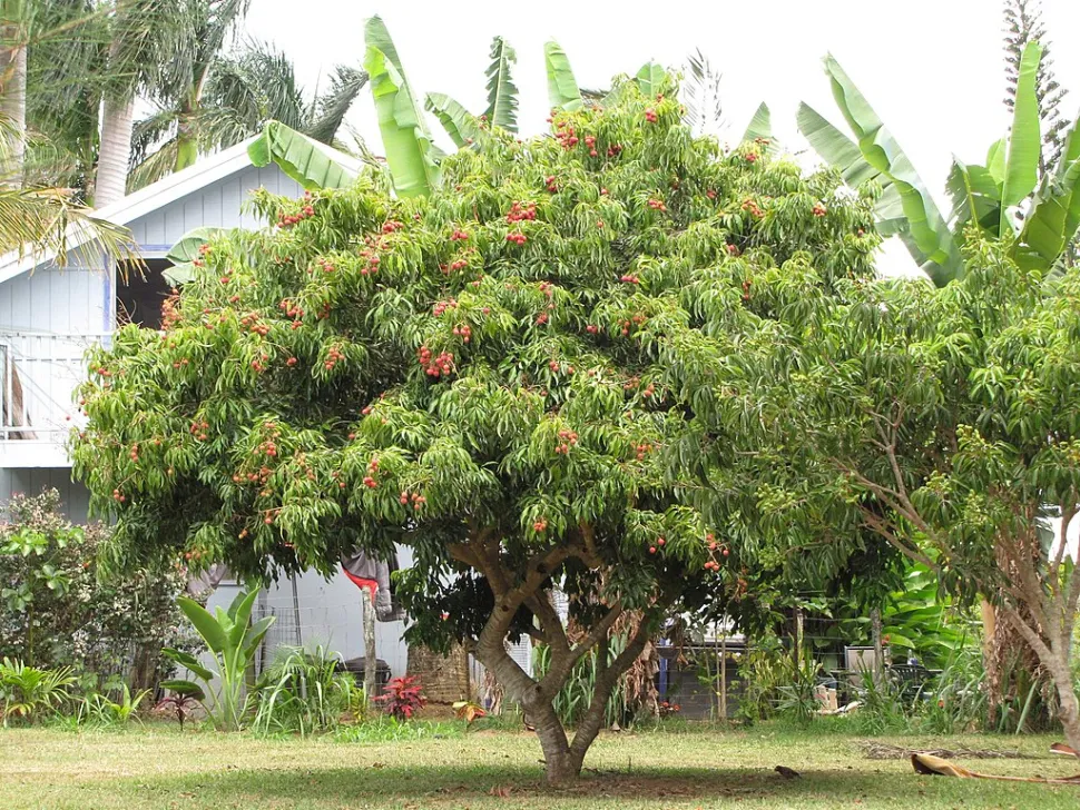 Litchi chinensis nel terreno