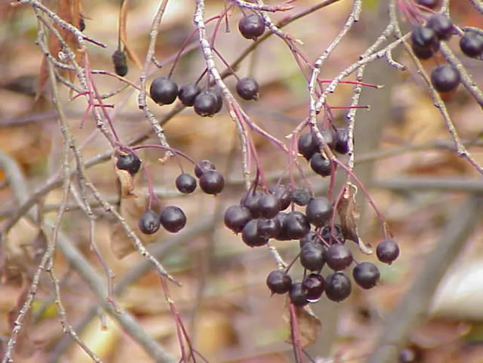 Bær Aronia prunifolia