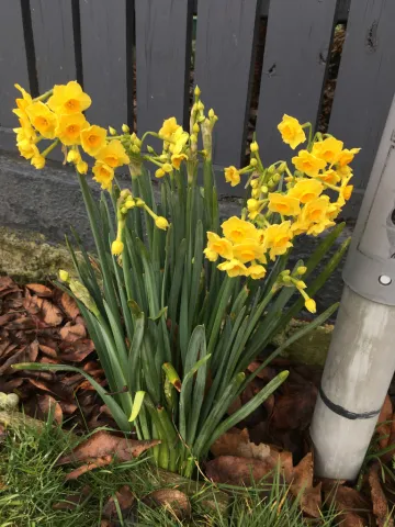 Gele narcis Narcissus jonquilla