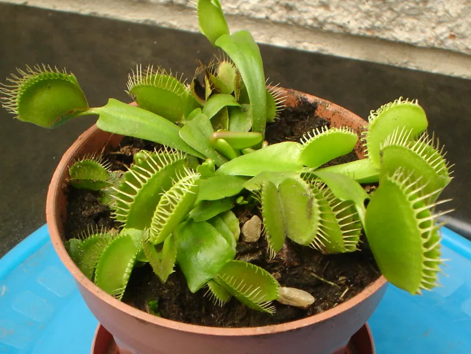 Groene cultivar Dionée attrape-mouche