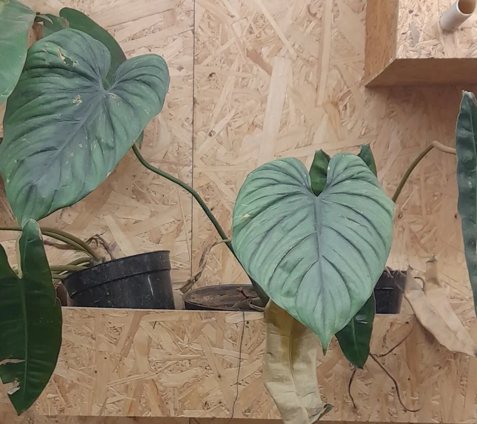 Philodendron pastazanum Plata