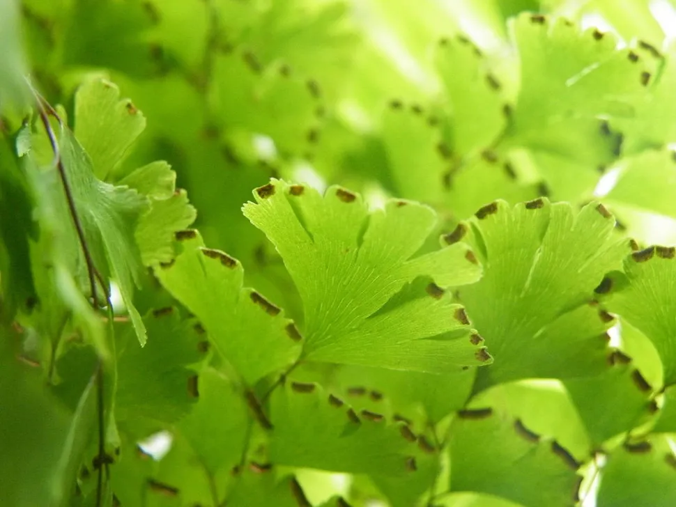 Esporangios de Adinantum capillus veneris