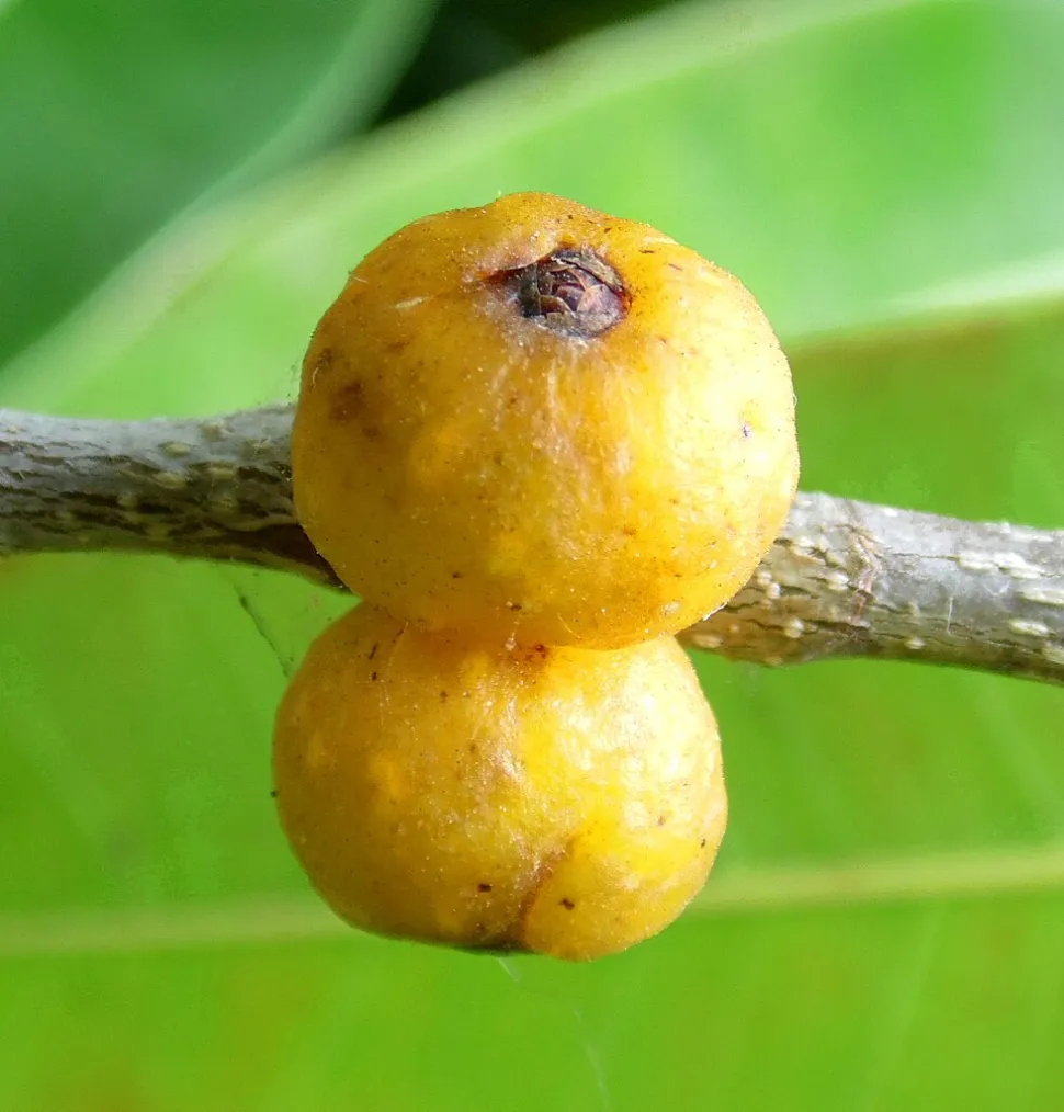 Vruchten van Ficus alii