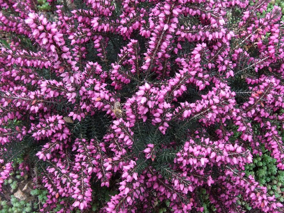 Urze cor-de-rosa Erica darleyensis