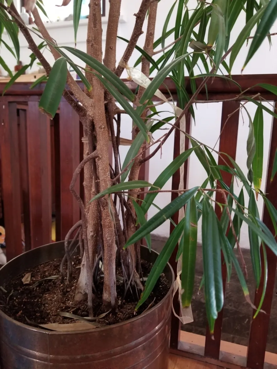 Blade af Asparagus falcatus