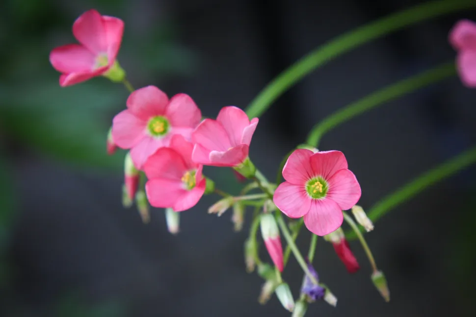 Lyserøde blomster Oxalis tetraphylla