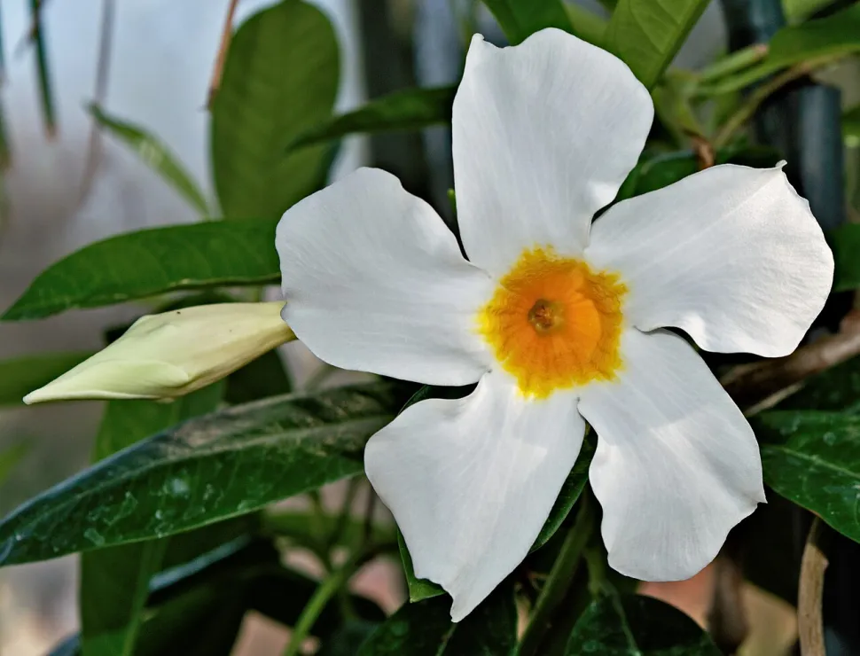 Flor branca com coração amarelo Mandevilla boliviensis