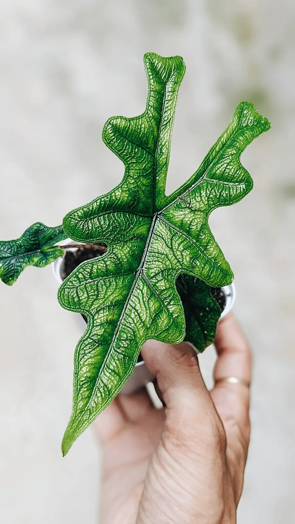 Alocasia Jacklyn con follaje profundamente recortado