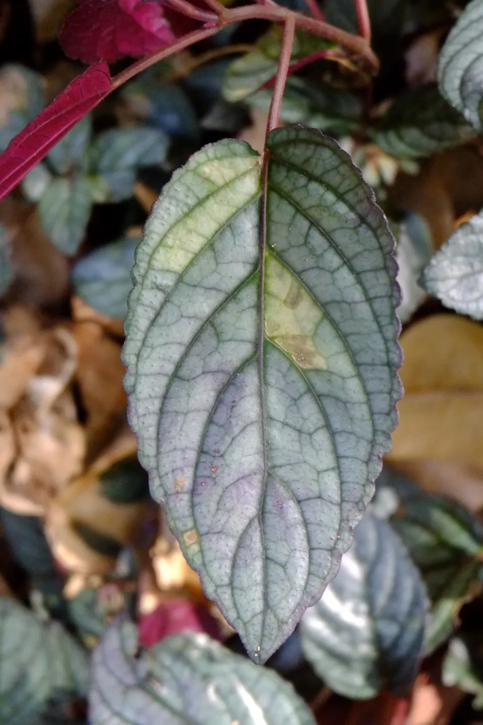 Primer plano de una hoja de albahaca atacada por el mildiu