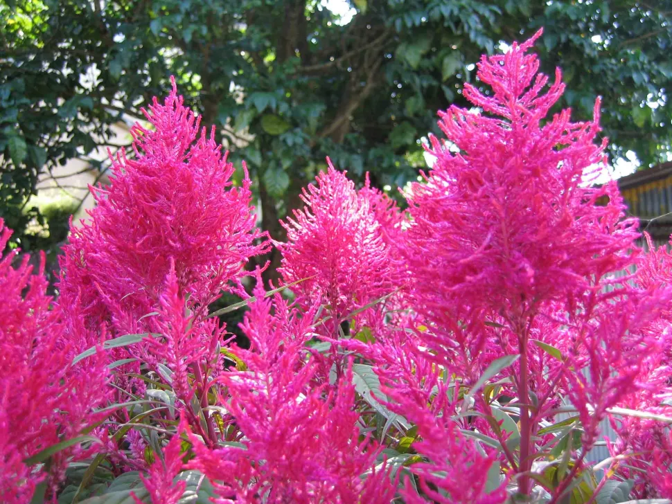 Celosia plumosa cor-de-rosa