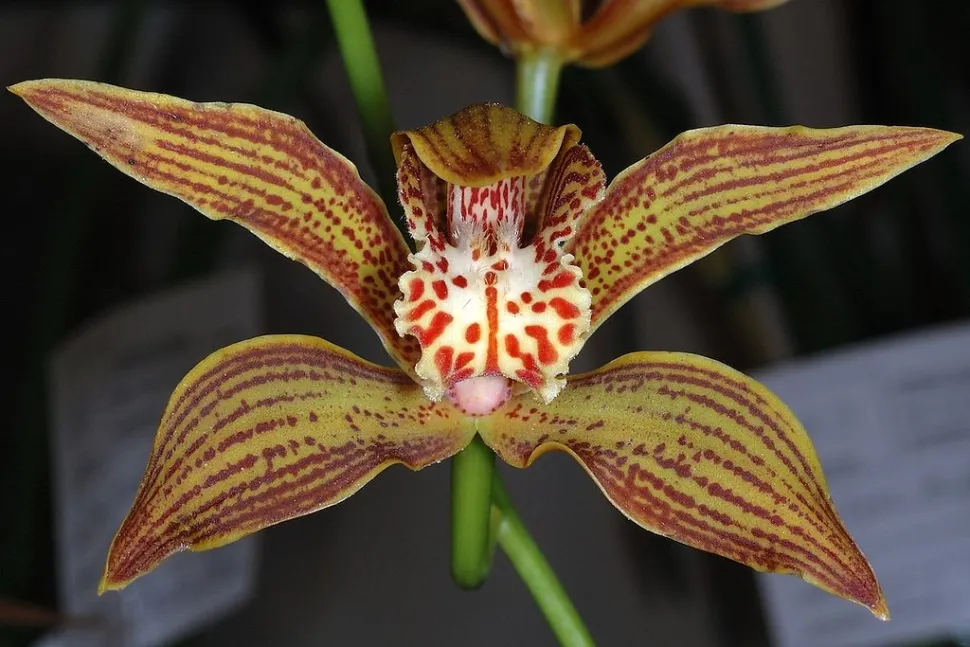 Flor de cymbidium