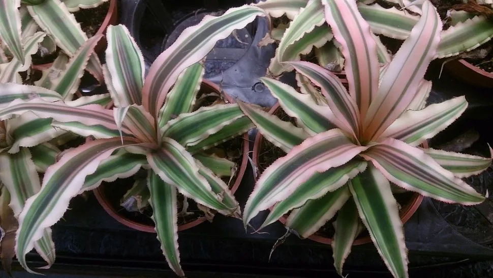 Cryptanthus rose et vert 'Pink Starlite'