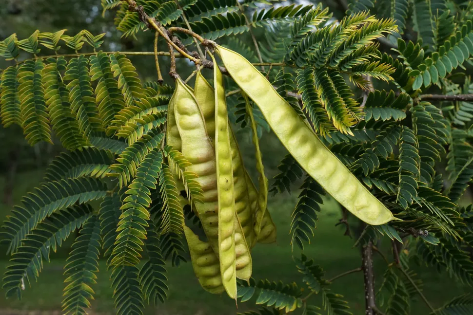 Albizia julibrissin vrucht