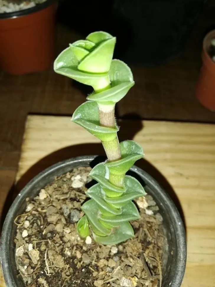 Callisia navicularis em vaso