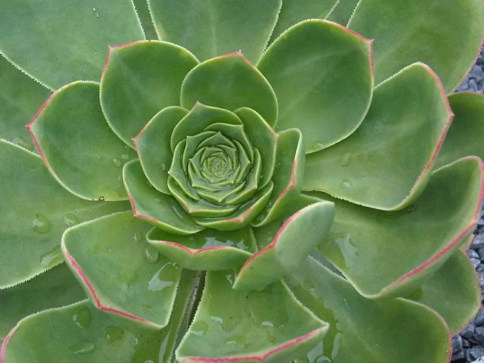 Aeonium urbicum bladeren