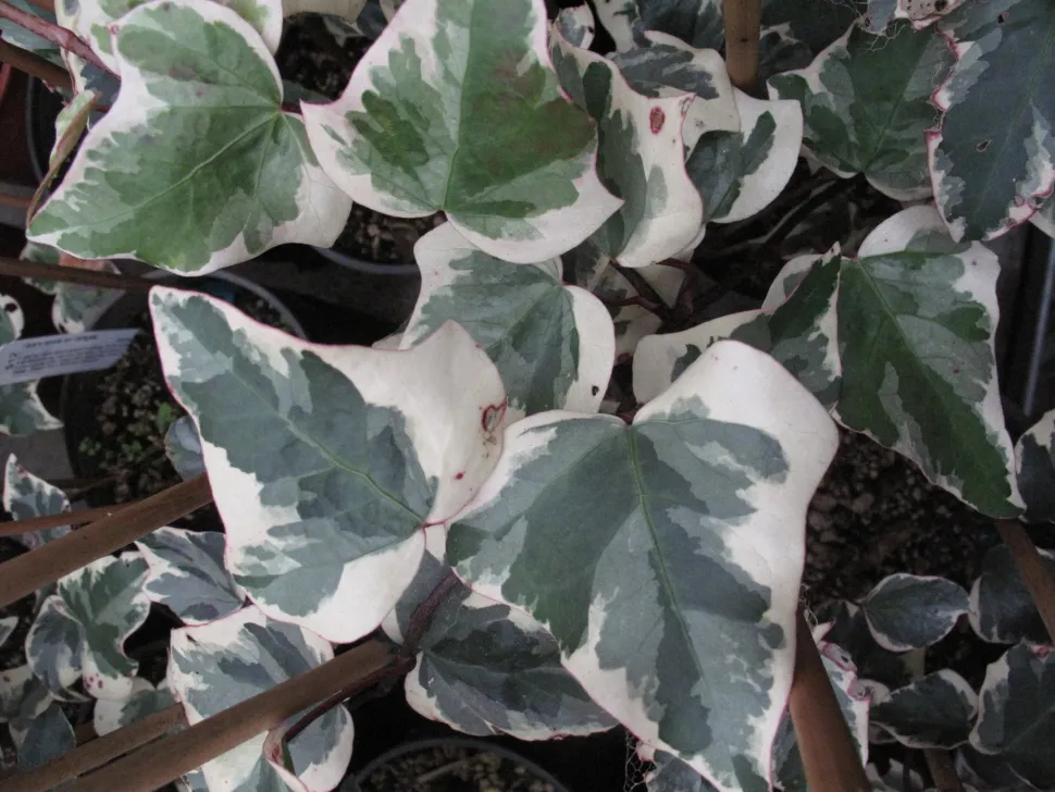 Groen met witte klimop Gloire de Marengo