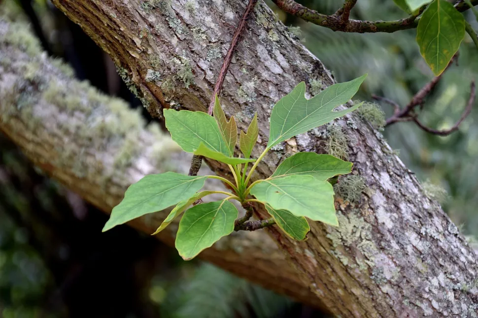 Sassafras Tzumu blade