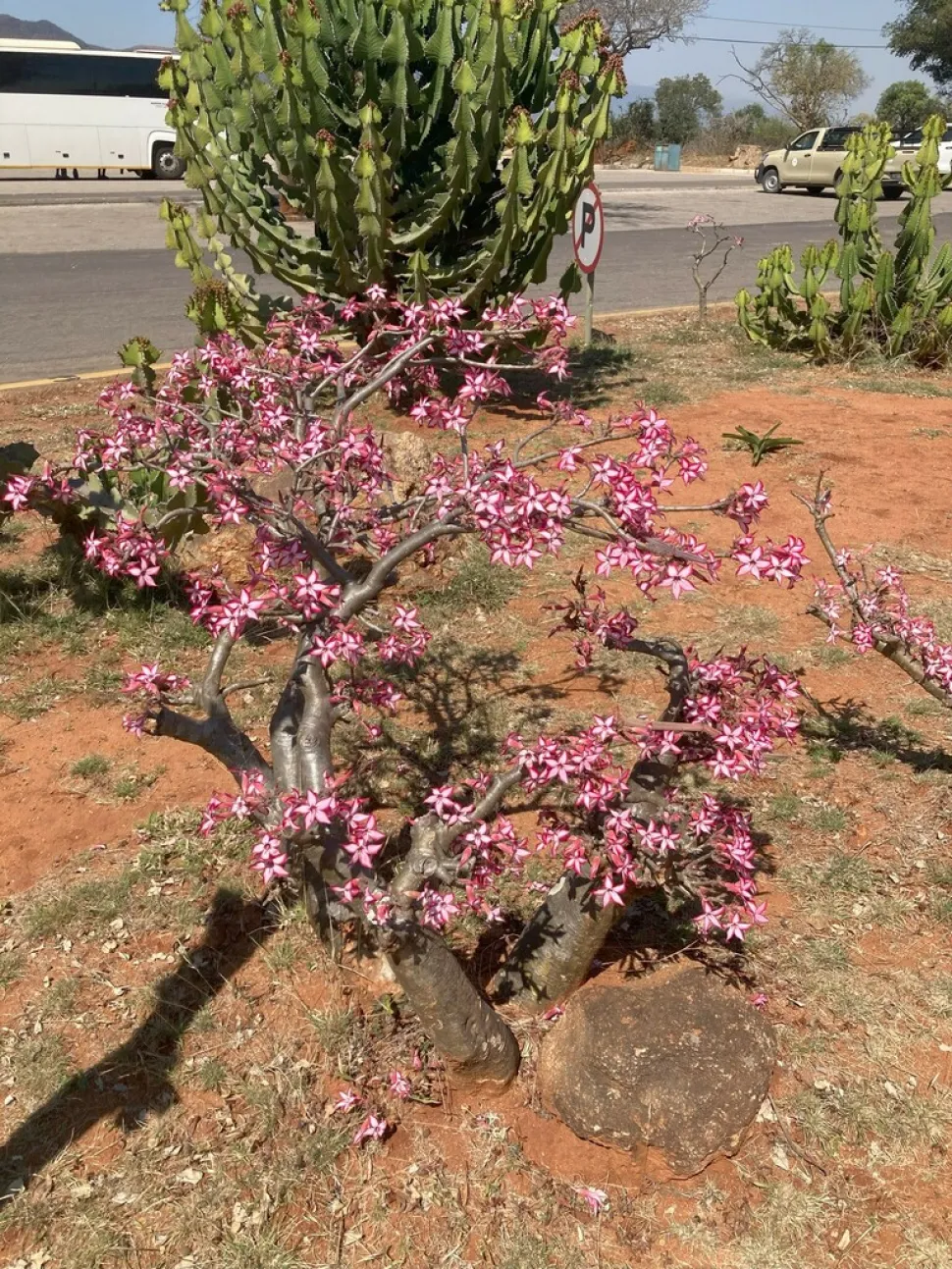Adenium multiflorum in de grond