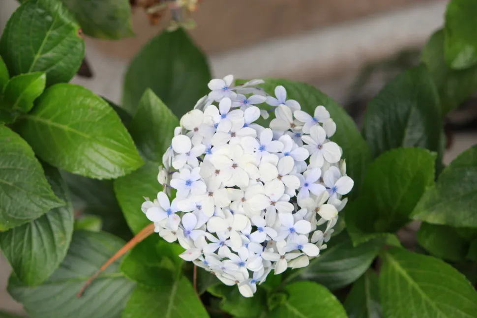 Hydrangea 'Madame Émile Mouillère' witte hortensia