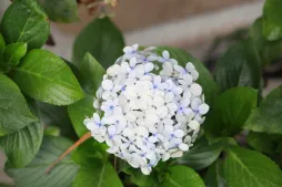 Weiße Hortensie Hydrangea 'Madame Émile Mouillère' (Madame Emile Mouillère)