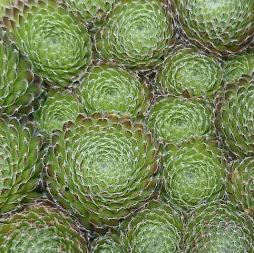 Ciliated houseleek as ground cover