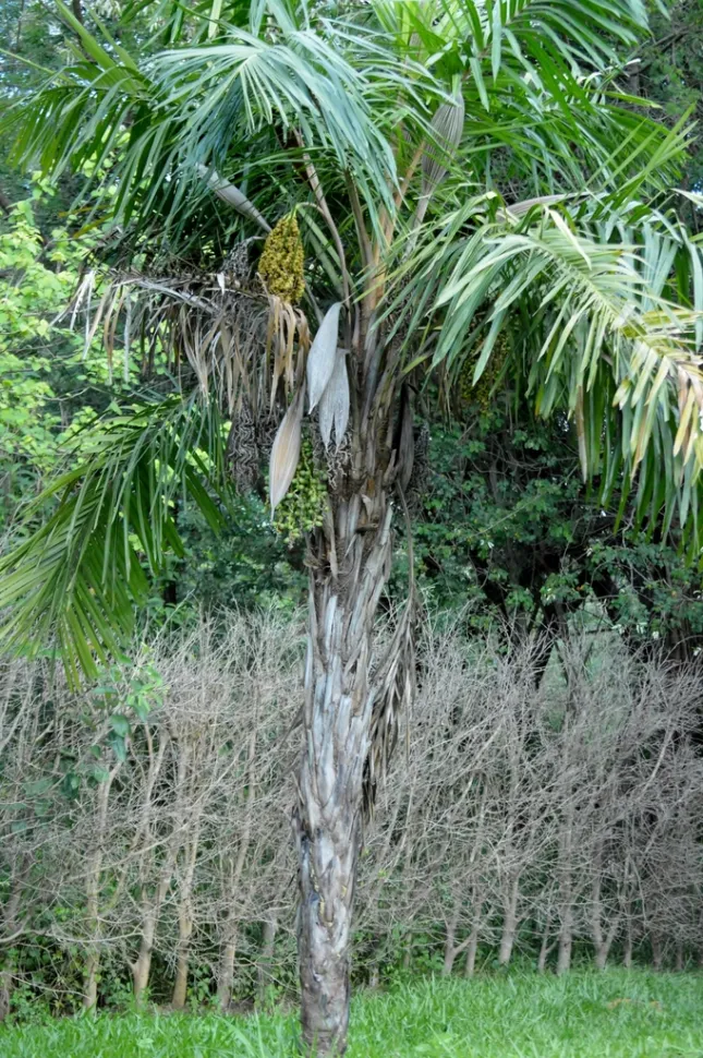 Palmeira Syagrus comosa em flor