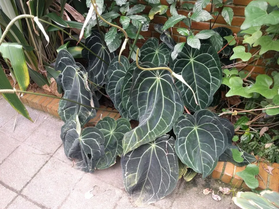 Anthurium crystallinum in Blüte