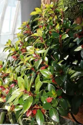 Nematanthus gregarius 'Tropicana' i en potte