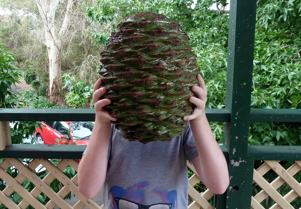 Pinha Araucaria bidwilli