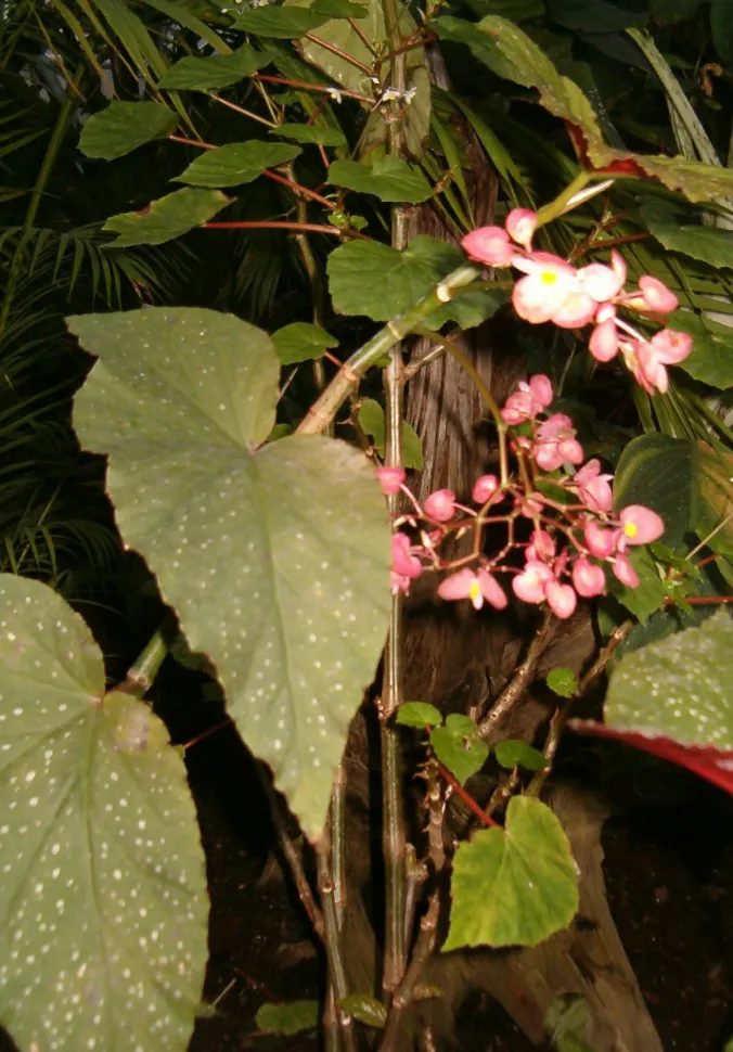 Begonia x lucerna en fleur