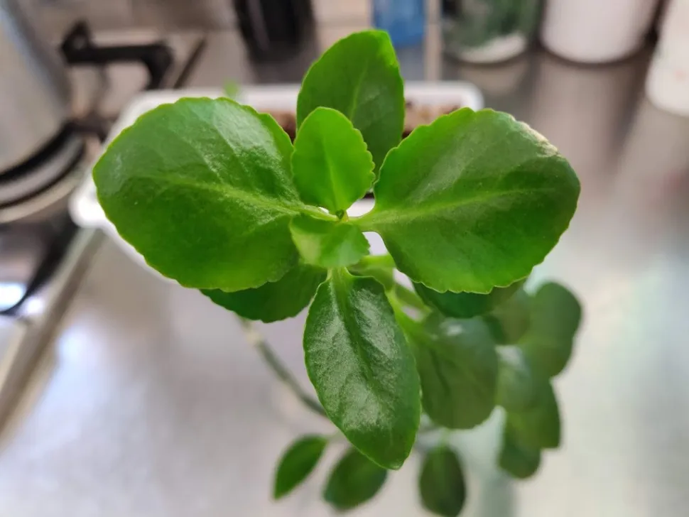 Bladene på Pilea depressa er arrangeret i modsatte par