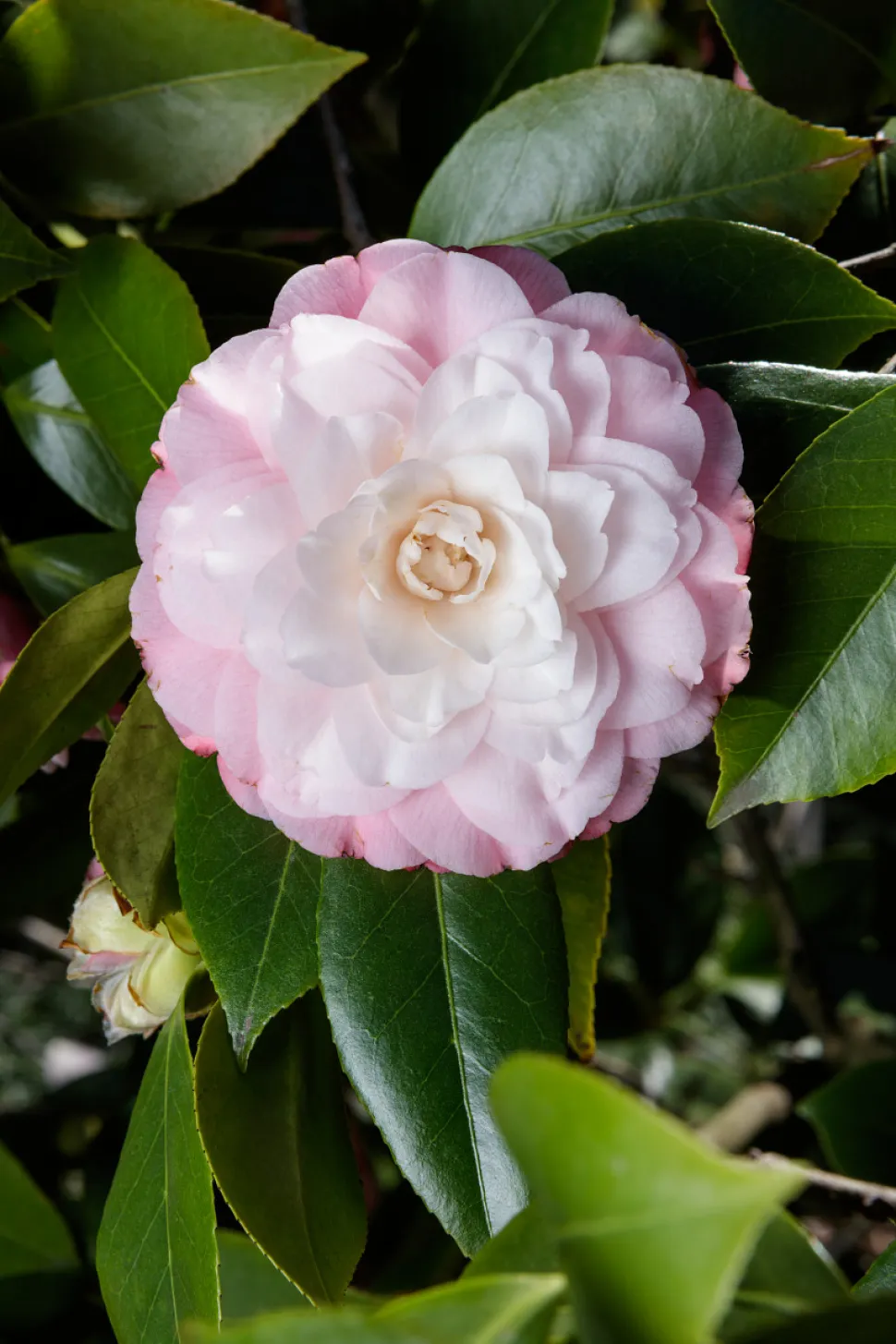 Roze en witte bloem Camellia 'Nuccio's Pearl